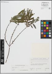 Foto von Salix repens L.